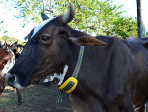 0712 vaca