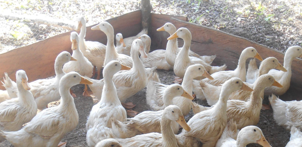 Patos pekineses. (Foto: Internet)