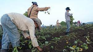 agricultura siembra 1