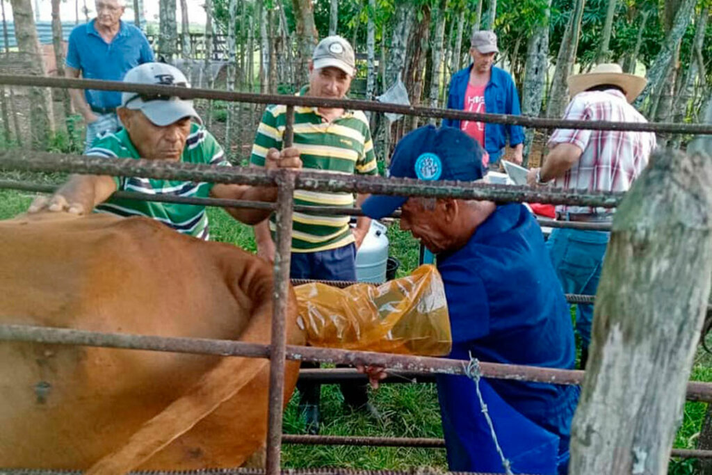 inseminacion artificial