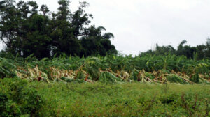 1 san luis pinar del rio afectaciones idalia guerrillero 750x421 1