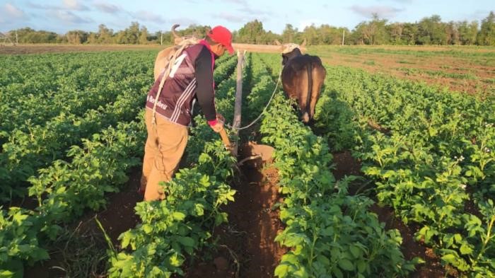 Apostar por la papa agroecológica no solo es una necesidad por carecer de fertilizantes, sino un imperativo para un modelo diferente de agricultura. Foto: Cortesía del entrevistado