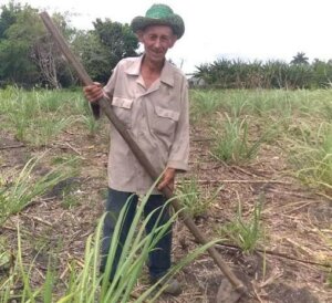 11 49 Rafael Primitivo Santana Torres no concibe su vida desligada del trabajo. Foto: Osdany Meriño González