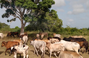 El bienestar de los animales por la garantía de agua, comida y sombra se evidencia en su buen estado físico.