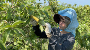 Las atenciones culturales a los cultivos son parte vital para el rendimiento de los picos de cosechas