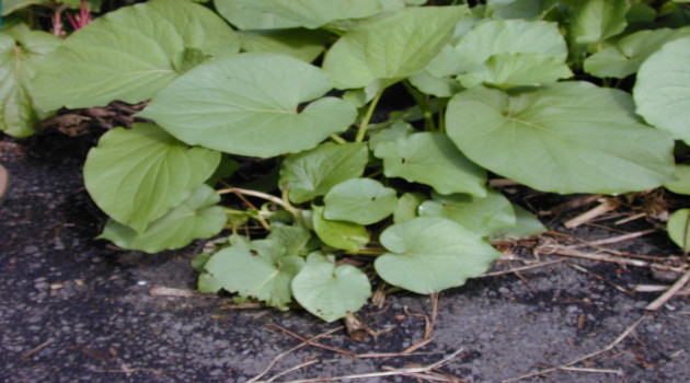 Los asombros de la yerba santa 1 1