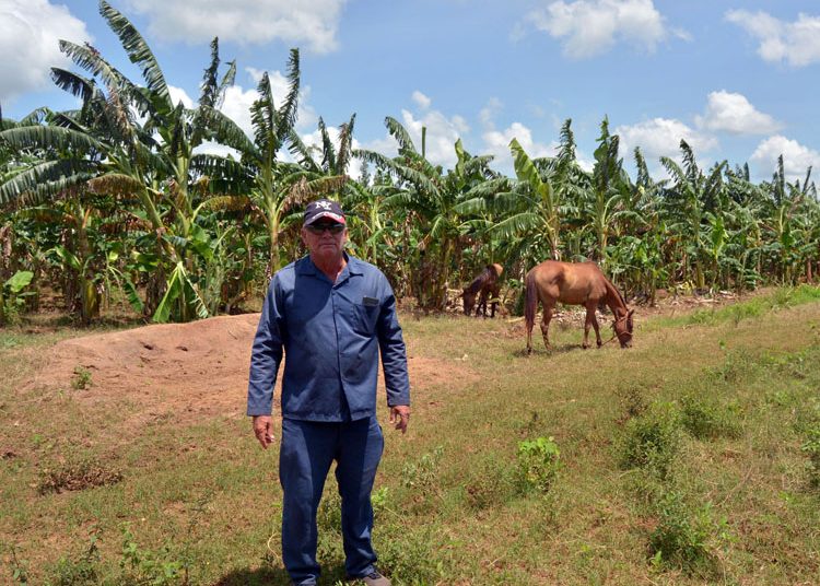 1 campesino consolacion del sur guerrillero 750x612 1 750x536 1