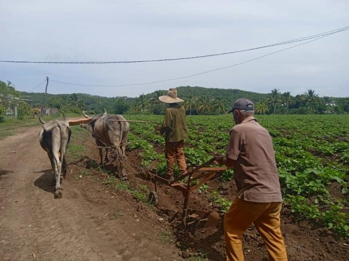 En las mismas tierras donde hace dos años solo campeaba la mala hierba, hoy crecen saludables cultivos como el boniato. Foto: Mailenys Oliva Ferrales