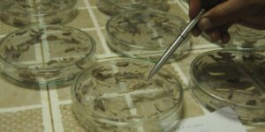 Son muy demandados los nematodos, Trichogramma y, principalmente, Trichoderma y Beauberia bassiana / Foto: Archivo Son muy demandados los nematodos, Trichogramma y, principalmente, Trichoderma y Beauberia bassiana / Foto: Archivo