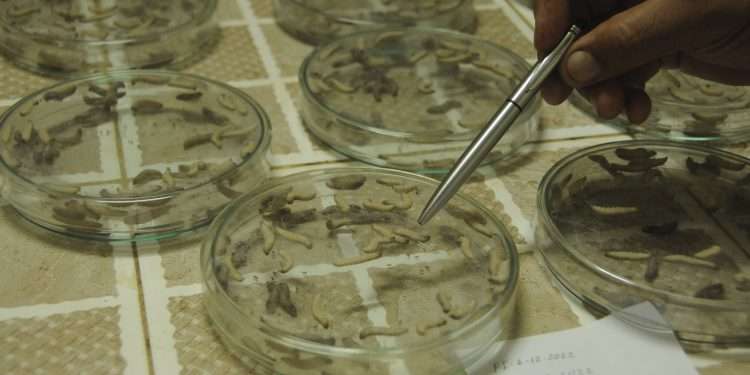 Son muy demandados los nematodos, Trichogramma y, principalmente, Trichoderma y Beauberia bassiana / Foto: Archivo