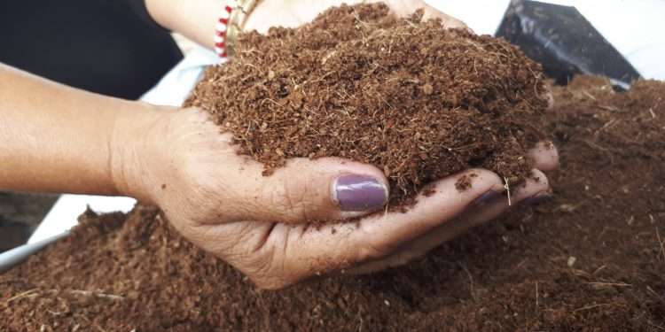 El uso de la fibra de coco contribuye al desarrollo radical de las plántulas / Foto: Joel Mayor