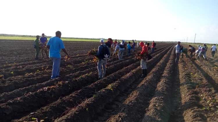 Las movilizaciones para las labores agrícolas convocadas por la CTC, buscan impulsar las siembras de la campaña de frío / Foto cortesía de Rubén Lloga Sixto)