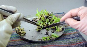 El medio de cultivo artificial tiene todo cuanto necesita la planta para desarrollarse. Foto: Rodolfo Blanco Cué El medio de cultivo artificial tiene todo cuanto necesita la planta para desarrollarse. Foto: Rodolfo Blanco Cué