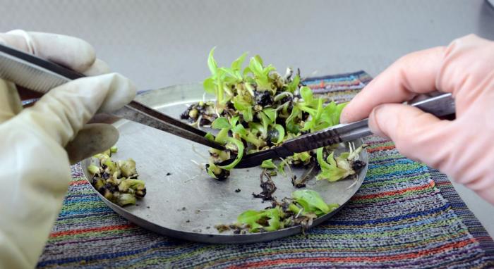 El medio de cultivo artificial tiene todo cuanto necesita la planta para desarrollarse. Foto: Rodolfo Blanco Cué