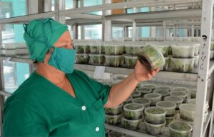 El récord productivo de la entidad se alcanzó en 1992, con 1 654 000 vitroplantas de plátano. Foto: Rodolfo Blanco Cué El récord productivo de la entidad se alcanzó en 1992, con 1 654 000 vitroplantas de plátano. Foto: Rodolfo Blanco Cué