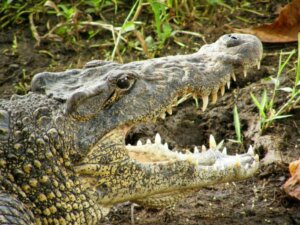  Cocodrilo de Cuba (Crocodylus rhombifer) Foto: Nature Ecology & Evolution 