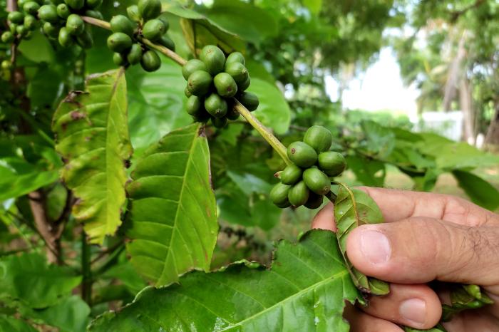 Tapia Fonseca calificó de crítica la producción, plantación y comercialización del café en la Mayor de las Antillas. Foto: Ricardo López Hevia