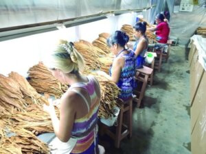 Un grupo de experimentadas tabacaleras se dedica a la selección de las hojas para capa de exportación. Foto: Armando Sáez Un grupo de experimentadas tabacaleras se dedica a la selección de las hojas para capa de exportación. Foto: Armando Sáez