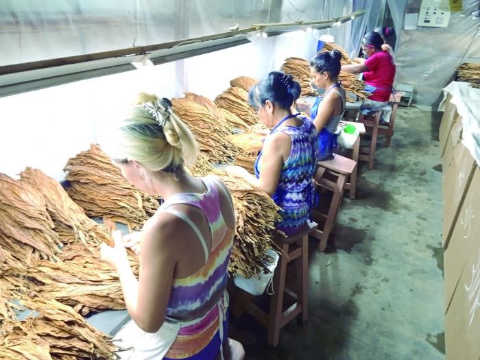 Un grupo de experimentadas tabacaleras se dedica a la selección de las hojas para capa de exportación. Foto: Armando Sáez