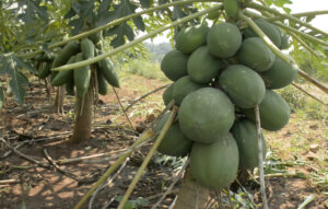 El esplendor de la plantación es el mejor aval de la experticia de Marcial en el cultivo de la frutabomba / Foto de Pedro Paredes Hernández El esplendor de la plantación es el mejor aval de la experticia de Marcial en el cultivo de la frutabomba / Foto de Pedro Paredes Hernández