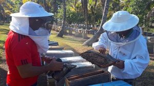 Aprovechan apicultores de Cienfuegos etapa alta de miel en Cuba Aprovechan apicultores de Cienfuegos etapa alta de miel en Cuba