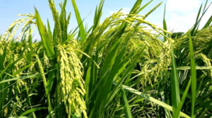 El cultivo arrocero Aguada de Pasajeros arroz vietnamita 2 El cultivo arrocero Aguada de Pasajeros arroz vietnamita 2