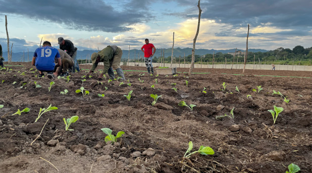 El municipio cienfueguero de Cumanayagua es el mayor productor de tabaco de la provincia. /Foto: del autor.