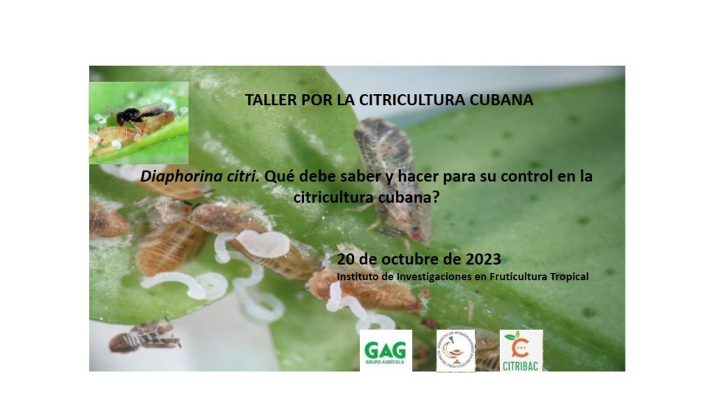 Taller Diaphorina citri