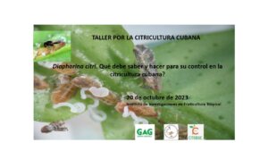 Taller Diaphorina citri