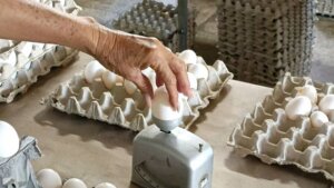 Recogida de huevos en la granja automatizada UEB 28 de enero, en Pinar del Río. Foto: Thalía Fuentes/ Cubadebate Recogida de huevos en la granja automatizada UEB 28 de enero, en Pinar del Río. Foto: Thalía Fuentes/ Cubadebate