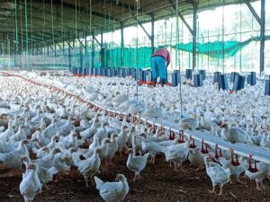 En la granja UEB Turcios Lima hay más de 35 000 gallinas entre 35 y 40 días. Foto: Thalía Fuentes/ Cubadebate En la granja UEB Turcios Lima hay más de 35 000 gallinas entre 35 y 40 días. Foto: Thalía Fuentes/ Cubadebate