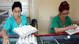 Recogida de huevos en la granja automatizada UEB 28 de enero, en Pinar del Río. Foto: Thalía Fuentes/ Cubadebate Recogida de huevos en la granja automatizada UEB 28 de enero, en Pinar del Río. Foto: Thalía Fuentes/ Cubadebate