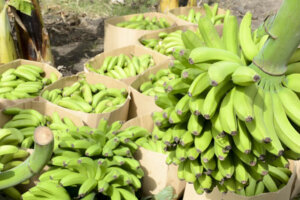 platano