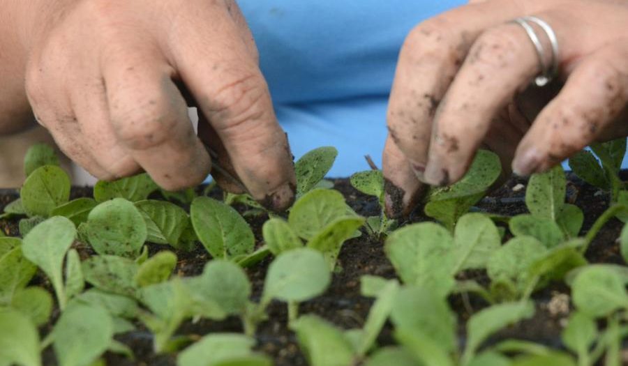 El pasado y el presente de la vida en el campo han marcado notables desbalances que impulsan una fuerte migración en beneficio de las zonas urbanas. (Fotos: Oscar Alfonso/Escambray).