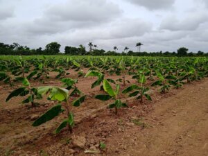 Después de una capacitación en la provincia de Mayabeque, muchos productores en Tirado siembran el plátano bajo el sistema extradenso Foto/Dainarys Campos Montesino Después de una capacitación en la provincia de Mayabeque, muchos productores en Tirado siembran el plátano bajo el sistema extradenso Foto/Dainarys Campos Montesino