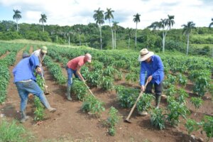 En la finca “El renacer” la proximidad de la montaña favorece en cuanto al clima y ofrece belleza, pero adiciona rigor a las labores agrícolas