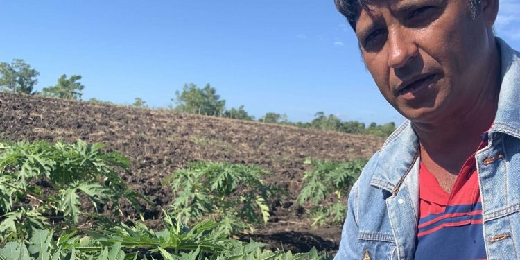 Alrededor de 60 toneladas de fruta bomba fueron cosechadas el pasado año por la Dionisio San Román / Foto: Isabel González Pérez