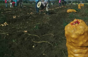 La pasada cosecha se distinguió por el buen rendimiento agrícola. (Foto: José Luis Camellón/Escambray). La pasada cosecha se distinguió por el buen rendimiento agrícola. (Foto: José Luis Camellón/Escambray).