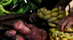 Las autoridades de Cienfuegos aseguraron que los nuevos precios a los productos agrícolas fueron concertados con los campesinos. / Foto: Reynaldo López Peña Las autoridades de Cienfuegos aseguraron que los nuevos precios a los productos agrícolas fueron concertados con los campesinos. / Foto: Reynaldo López Peña