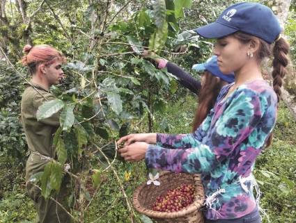 Los jóvenes cienfuegueros han recogido más de 250 kilogramos de café maduro cada jornada. Autor: Laura Brunet Portela