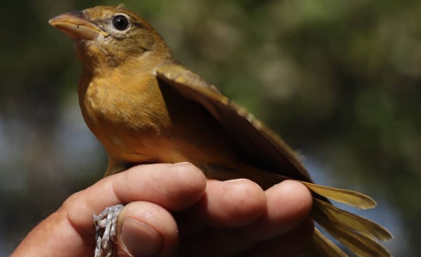 cardenal laguna maya rigoberto 1 820x500 1