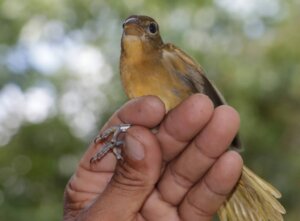 cardenal laguna maya rigoberto 2 1024x756 2