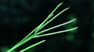 eleusine indica global 2