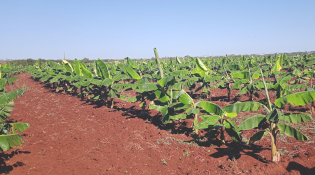 Los tiros que aun no corrige el credito agricola