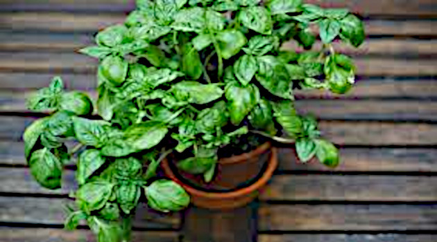Sorpresas de una hoja de albahaca 1