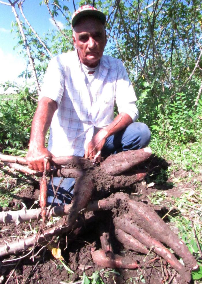 Del área atendida por Marcos Cansino saldrá la mayoría de la variedad de yuca CMC 40 que planean extender en el polo productivo de Beola. Foto: Germán Veloz Placencia