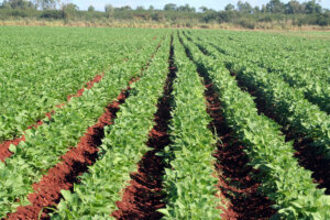 Plantaciones de frijol que, en corto tiempo, dejarán sus frutos en la alimentación del pueblo y la sustitución de importaciones. (Foto: Luis Machado Ordetx) Plantaciones de frijol que, en corto tiempo, dejarán sus frutos en la alimentación del pueblo y la sustitución de importaciones. (Foto: Luis Machado Ordetx)