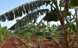 platano burro cultivo1