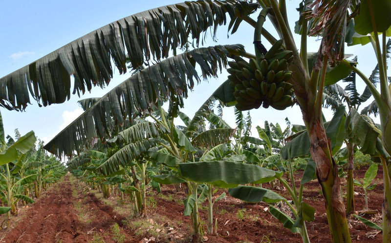 platano burro cultivo1