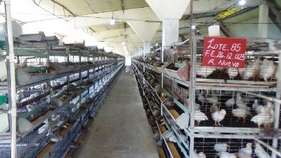 La higiene en las naves de crianza es total y constante por la labor de los cuatro trabajadores que la atienden.